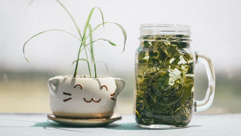 Grüner Tee: Wundermittel bei MS?